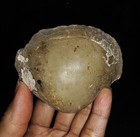Seashell Fossil Bivalvia Rare Chrystalized Clam Fossil From Java Indonesia  70mm