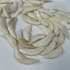 Lot Of 50 Damaged Cracked Coyote Fangs Teeth Goth Real Taxidermy Cleaned  3975