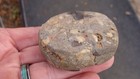 Super Rare Conglomerant Discoidal Georgia Florida Arrowhead  5 