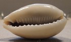 Cypraea Errone Bimaculata 34mm India