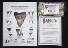 Megalodon Beach Shark Tooth Dig Kit With Real Fossil Shark Teeth Lot   Id Sheet 