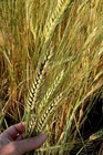 Organic Khoresan Wheat Seeds  300    Ancient Grain   Delicious  Rare   Easy