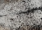 New Cowhide Rugs Area Cow Skin Leather 14 06 Sq feet  45 x45   Cow Hide U-1427