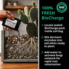 Cactus   Succulent Soil Gritty Mix - Fast Draining Pumice Lava Biochar Peat Free