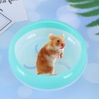 Hamster Running Wheel Fitness Super Silent Exercise Wheels Small Turquoise    For
