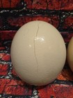Set Of   3  Ostrich Egg Shell Blown Out Hollow Egg - Crafts Decor - 8 x6 