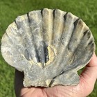 Pretty 5  Fossil Scallop Seashell Chesapecten Va Megalodon Era Beach Decor