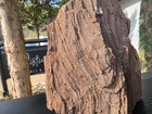 Large Permineralized Wood With Quartz  Rare Fossil Wood Germany  Collector