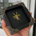 Real Framed Mantis Taxidermy Dried Insect Wall Hanging Decor Beetle Shadow Box