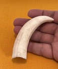 Warthog Currency Amulet   Vanuatu South Pacific 10cm 