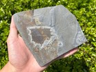 Rare Tuzoia Arthropod Fossil Cambrian W Predation Huayuan Biota China