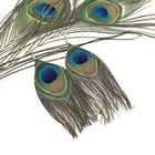 Native Feather Dangle Earrings For Women Long Peacock Feather Earrings For Wo   