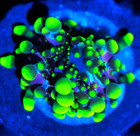 Corals Of Eden Wysiwyg Live Coral Frag   Toxic Bubble Bounce Mushroom Coral