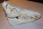 A Real Texas Wild Boar Feral Pig Skull Taxidermy Mammal Animal Art Trophy