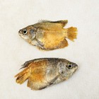 2 Golden Gourami Freshwater Fish  Specimen Taxidermy Oddity Collectible Craft