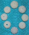 Eight  8  1 To 3  Purple Sea Urchins Sea Shell Beach Decor Nautical Tropical