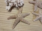 Starfish Fossils Lot 4-7 Inches With 2 Frog Shells 4-7 Inches Coral Tree Fossil 