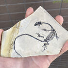 Real Amphibian-vertebra-nothosauria-jurassic Dragon Dinosaur Fossil