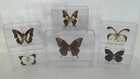 Framed Set Of 6 Real Butterflies Taxidermy In Acrylic Cases  Nice Set  Beautiful