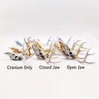 White Tail Deer Skull 1 12 Scale Artisan Diorama Dollhouse Miniature Models