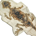 Psittacosaurus Dinosaur Skeleton On Matrix Fossil Replica 2 Ft  0 6m 