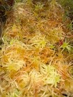 Live Sphagnum Moss - Golden Form - 1 Measuring Cup Full