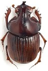 Scarabaeidae Scarabaeinae Onthophagus Orphnoides Panama