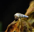 30  Juvenile Algae Cleaner Snail Pack Aquarium Pet Fish Tank Mts Ramshorn 
