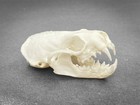 Set Of 2 Real Mink Skulls Taxidermy Professionally Cleaned Taxidermy 2 Skulls
