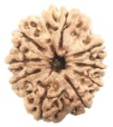 Natural 9 Mukhi Rudraksha - Nepal - Igl Certified
