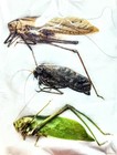 5 A-1 Mixed Unidentified Cameroon Katydids Real Unmounted Katydids