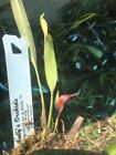 Maxillaria Whittenii  venusta   Orchid Species