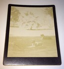 Antique Victorian Southern Two Big Dogs Resting American Landscape Cabinet Photo