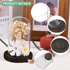 Cloche Glass Dome  4 7 x2 8  Glass Display Case With Wooden Base  dark 