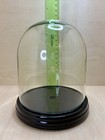 Vtg Display Case Cloche Glass Dome 6 Inches Tall 4 5 Inch Diameter Black Wood