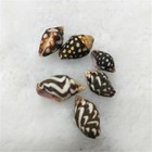 100 Mix Furrowed Planaxis Shells Black Tiny Seashells Craft Decor Wedding Beach