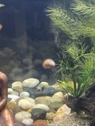 Myriophyllum Mattogrossense  green Milfoil  Aquarium Plant Freshwater Tank
