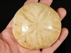 Big  Polished 150 Million Year Old  Aaa Sand Dollar Fossil Madagascar 206gr