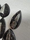 Orthoceras Fossils Polished Bigger 2-4 Inch 11 Piece Lots 400 Million Years Old