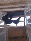 6 Pure Black Ayam Cemani Chicken  Fertile Hatching Eggs Npip ai Clean
