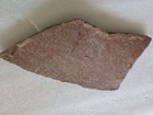 Crinoid Fossil Plate Slab Specimen In Matrix Rock With Multiple Crinoids