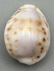 Cypraea Rashleighana 19 76mm Outstanding White Specimen Hawaiian Endemic Cowrie