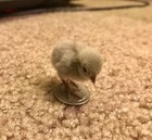 Button Quail Hatching 25  Extra Egg