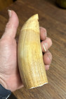 Large Vintage Replica Scrimshaw Whales Tooth Faux Collectible