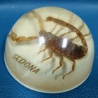 Vtg Preserved Real Scorpion Sedona Resin Paperweight