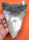 Megalodon Shark Tooth - Real Fossil Shark Teeth Meg - 4 77    - No Restorations 