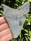 Natural Megalodon Tooth 3 69    Fossil Shark Teeth
