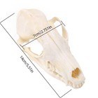 1pcs Real Red Fox Bones Skull Head Skeleton Natural Teeth Bone Specimen   