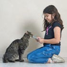 Creamy Lickable Cat Treats Variety Pack     50ct  4 Flavors With Taurine