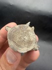 Fossil Dolphin Vertebra Sarasota County Florida Cetacean Fossil